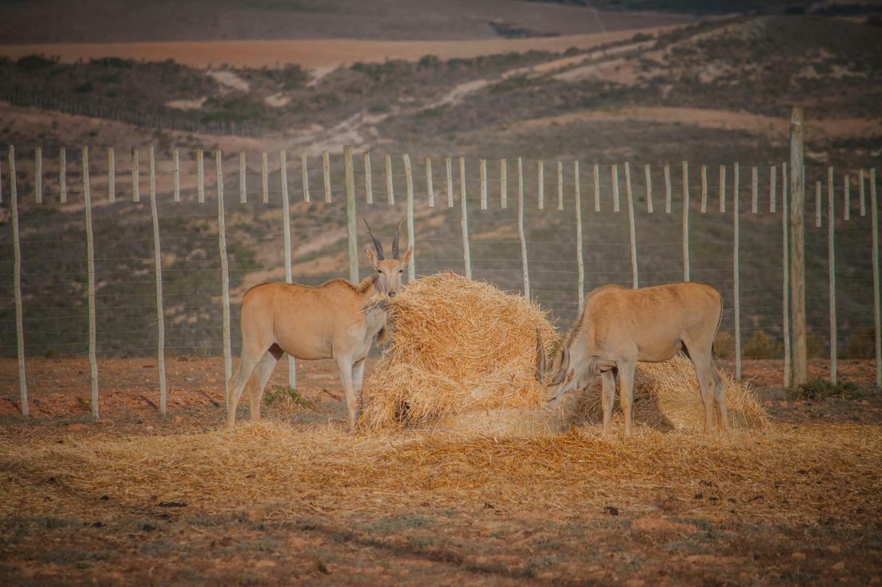 Melk Houte Bosch Guest Farm Hotel Swellendam Bagian luar foto